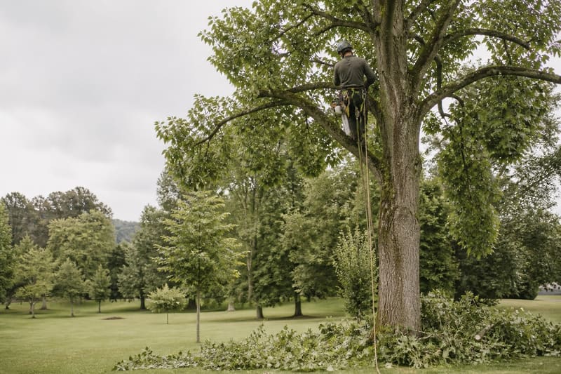 Ein Baumpfleger arbeitet gesichert hoch in der Krone eines grossen Laubbaums auf einer Wiese